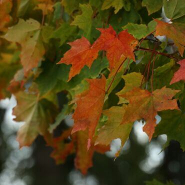 red and green maple leaves