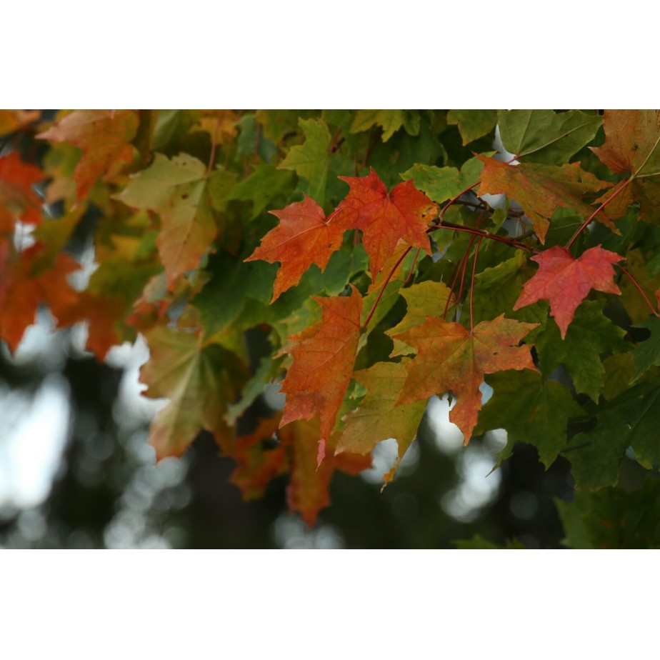 red and green maple leaves