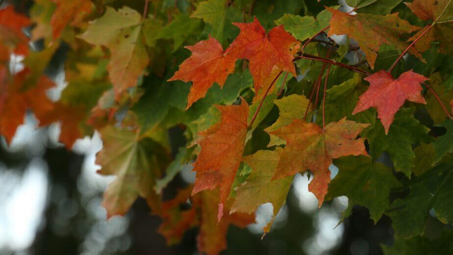 red and green maple leaves