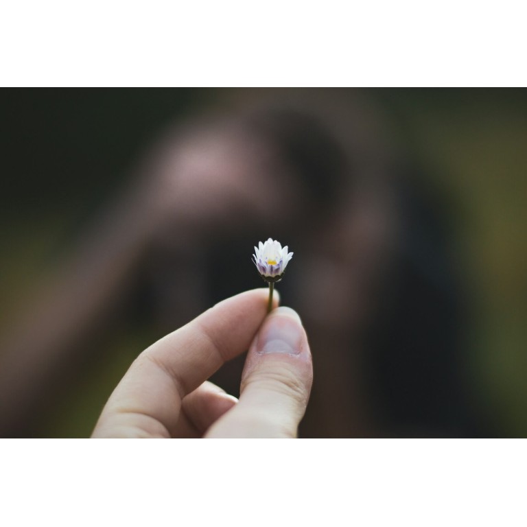 selective focus photography of white-petaled flower